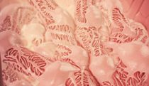 Glomerulus fly-through