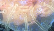 Synaptic transmission