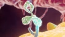 Anti-CTLA4 antibodies MOA