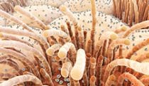 Influenza viruses