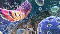 Inner cell
