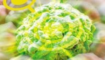 Targeting tumors