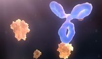 Anti-drug antibodies