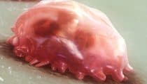 Osteoclasts