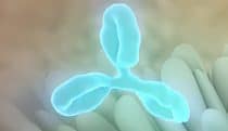 antibody and villi