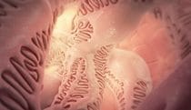 Podocytes