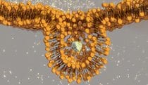 Cel-shaded transcytosis