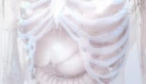 Anatomy in white style