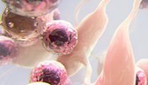 Malignant B Cell chemotaxis MOA