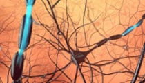360° VR animation | Neural activity