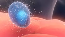 Erythropoiesis MOA