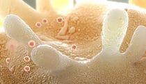 Infected T lymphocyte