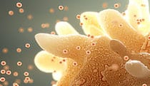 HIV budding from host cell