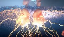 Aberrant receptor & over-signaling
