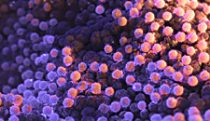 Hot and cold tumors