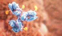 Antibody drug conjugates