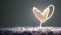 Birth of a chimeric antigen receptor