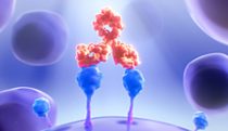 mAb targeting multiple myeloma