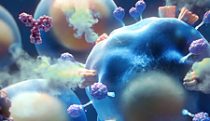 Pore formation & cell death