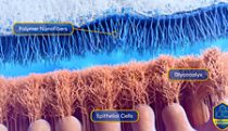 Contact lens biomimetic design