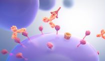 Look & feel for targeted mAb MOA