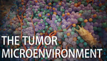 The tumor microenvironment